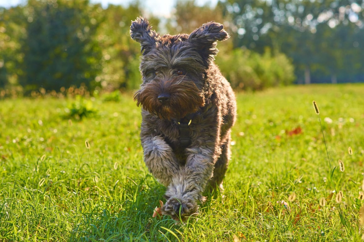 Dog in park